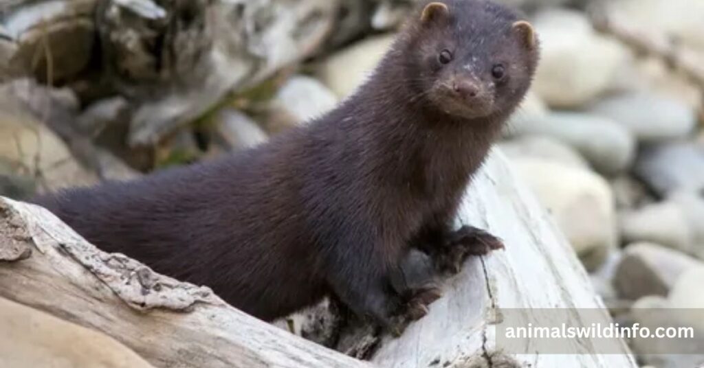 Mink