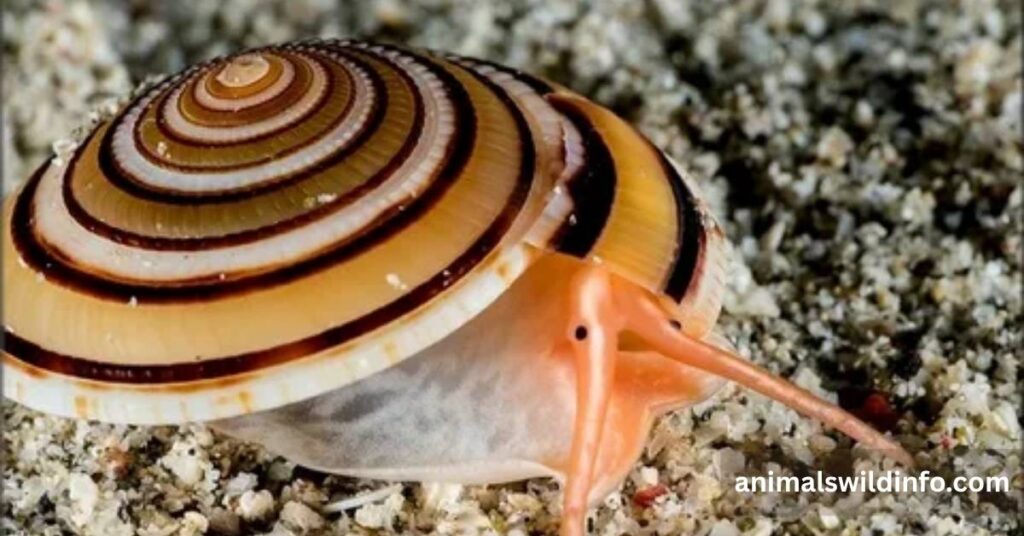 Mollusks