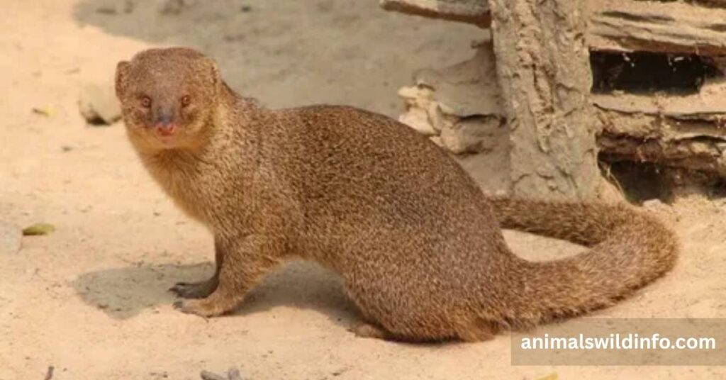 Mongooses