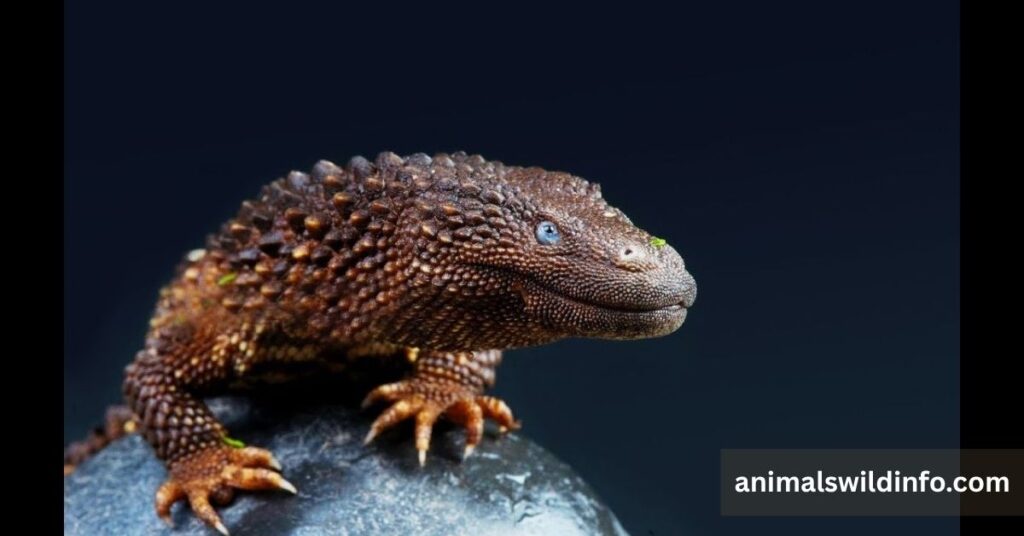 Monitor Lizard