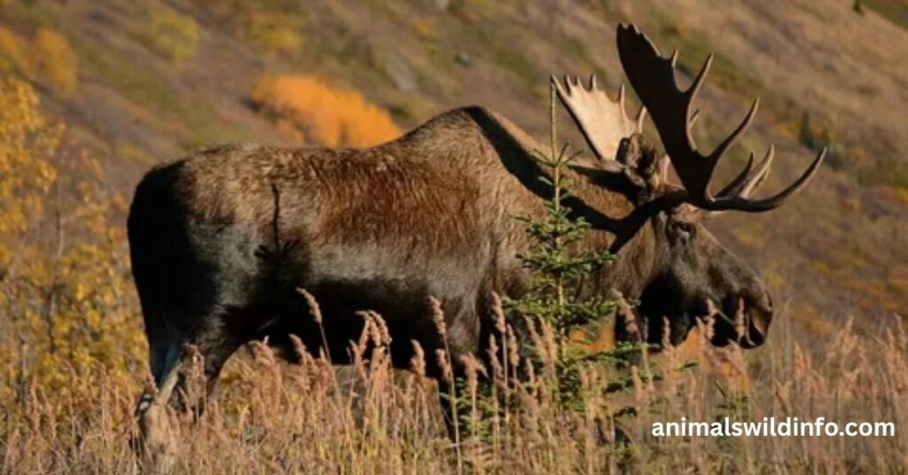Moose