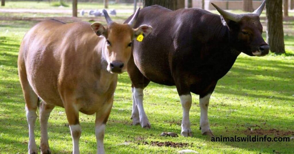 Most Docile Animals in the World