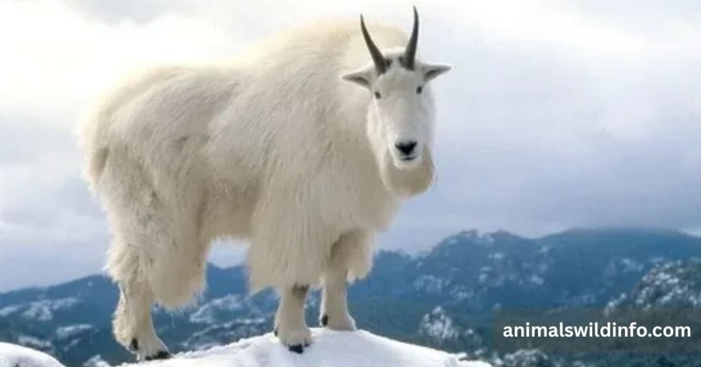 Mountain Goat