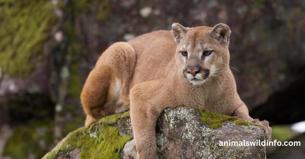 Mountain Lion