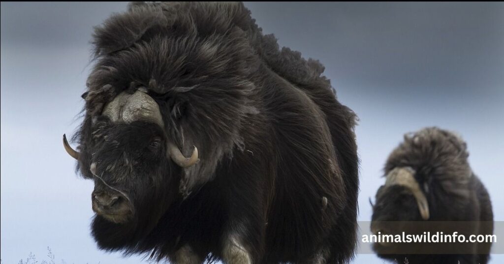 Musk Ox