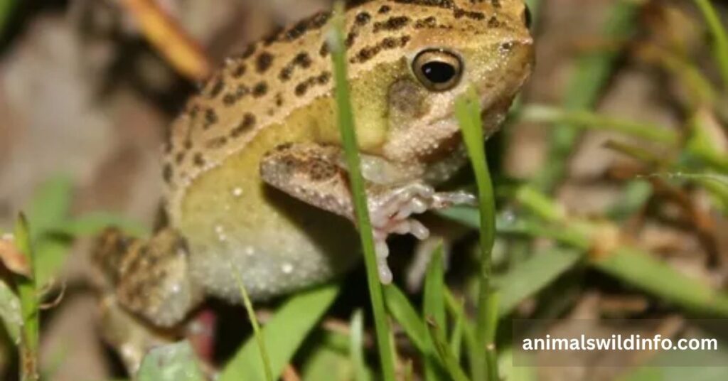 Narrow-mouthed Frog