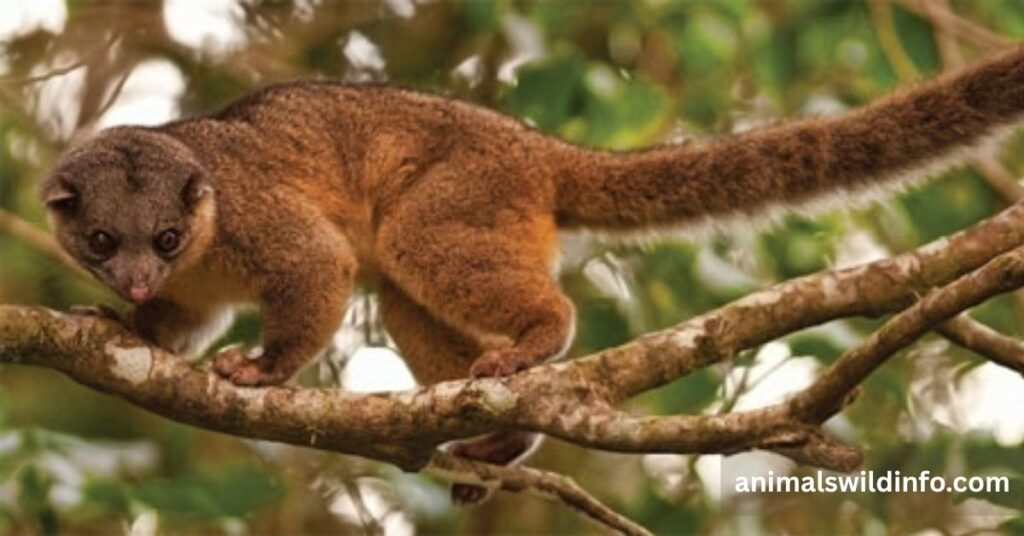 Northern Olingo