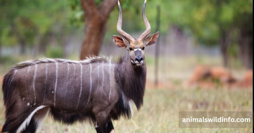 Nyala