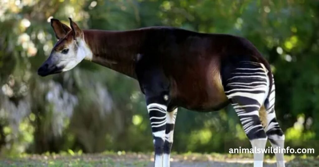 Okapi