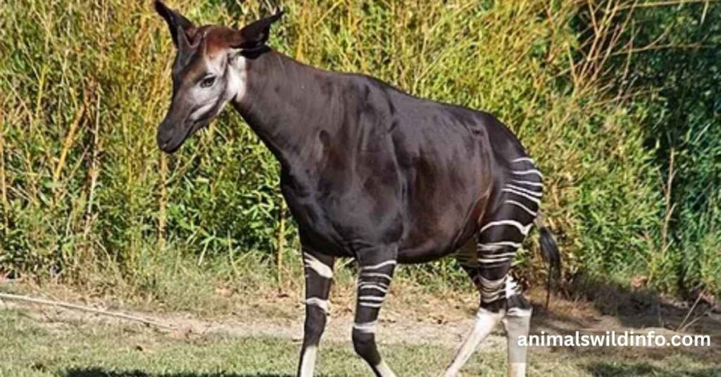 Okapi
