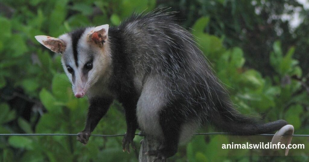 Opossum