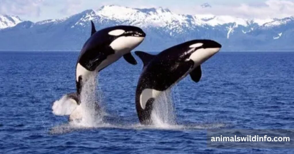 Orca (Killer Whale)