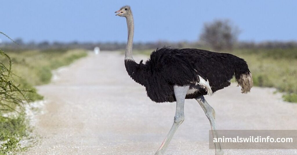 Ostrich