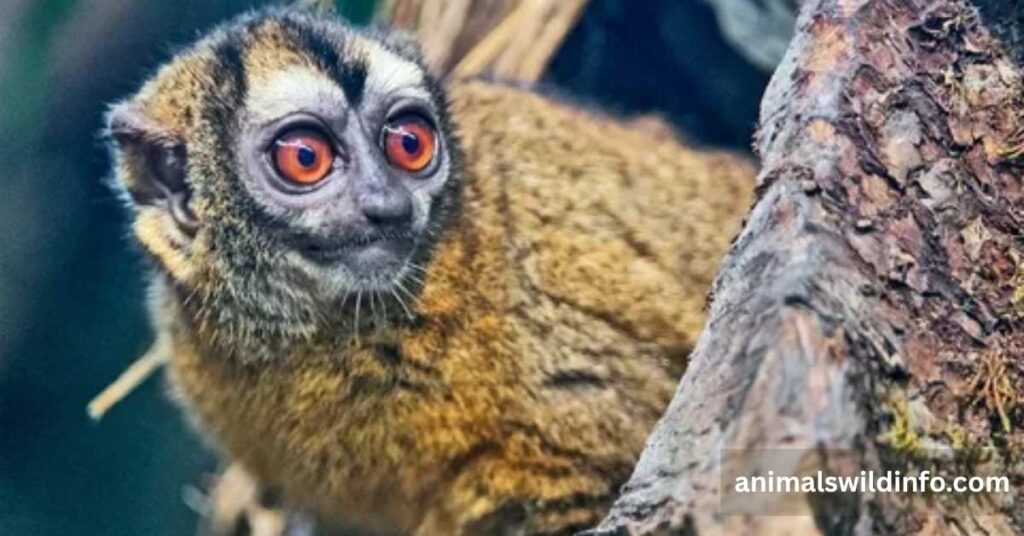 Owl Monkey