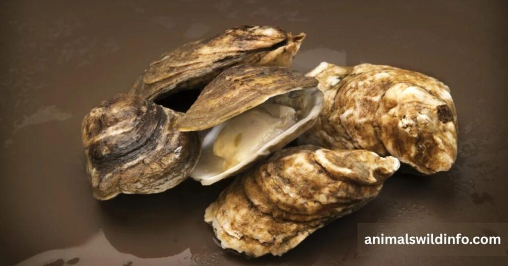Oyster