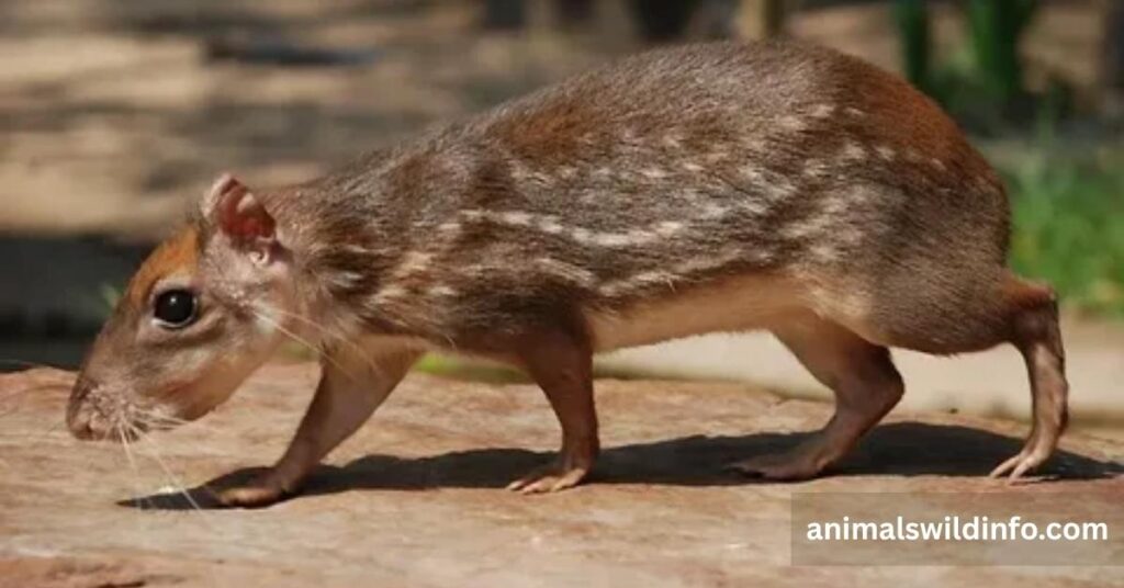 Paca