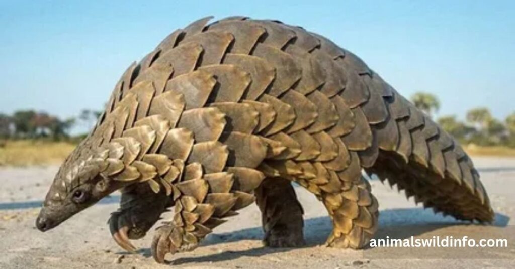 Pangolin
