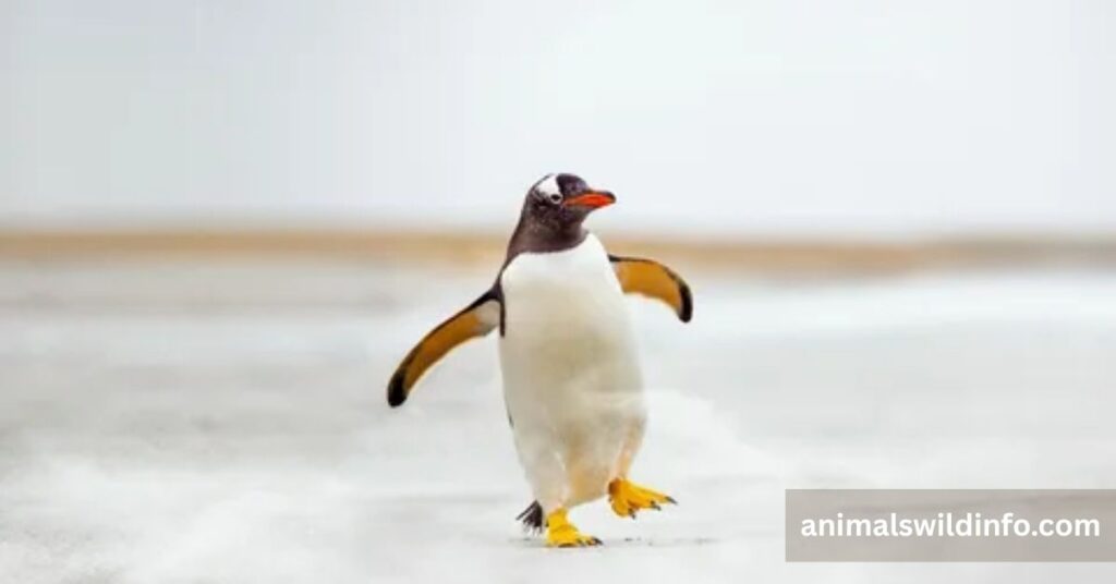 Penguin