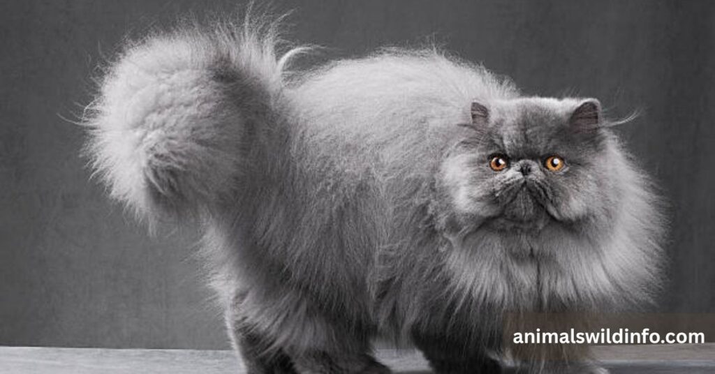 Persian Cat
