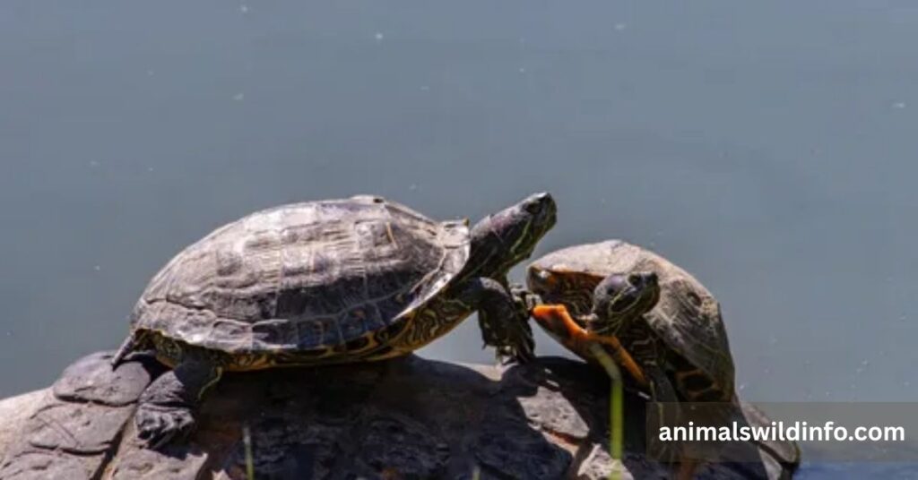 Pond Slider
