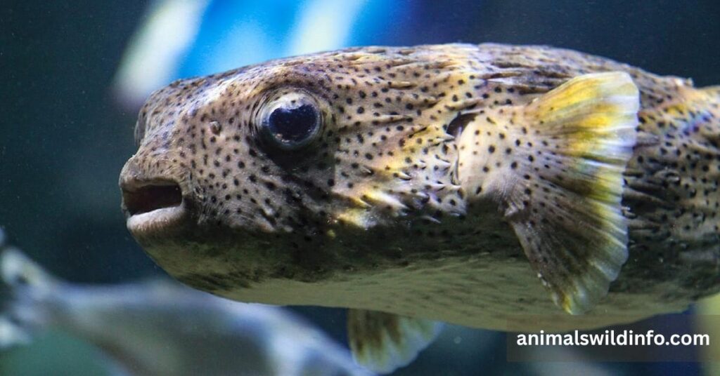 Porcupinefish