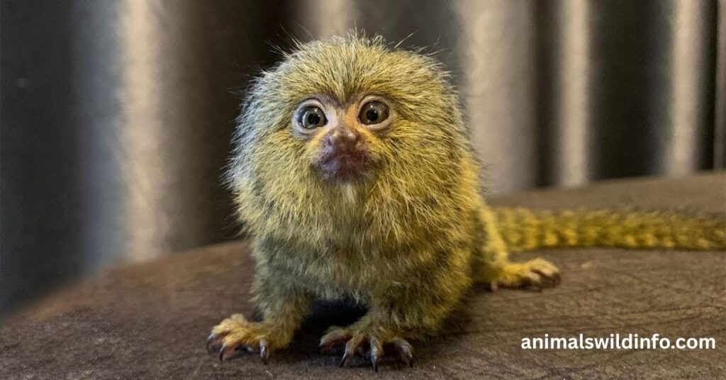 Pygmy Marmoset