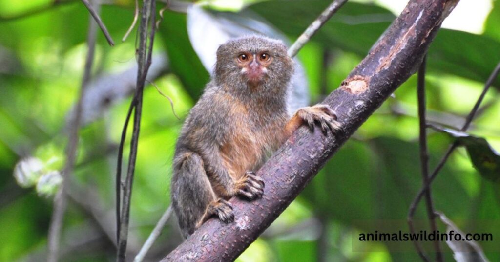 Pygmy Marmoset