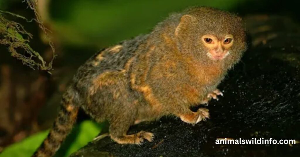 Pygmy Marmoset