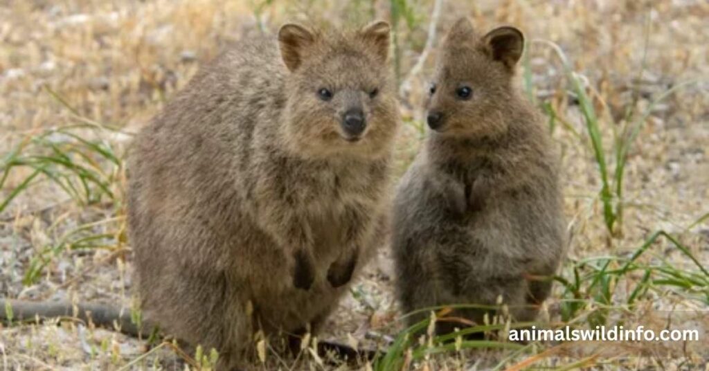 Quokka