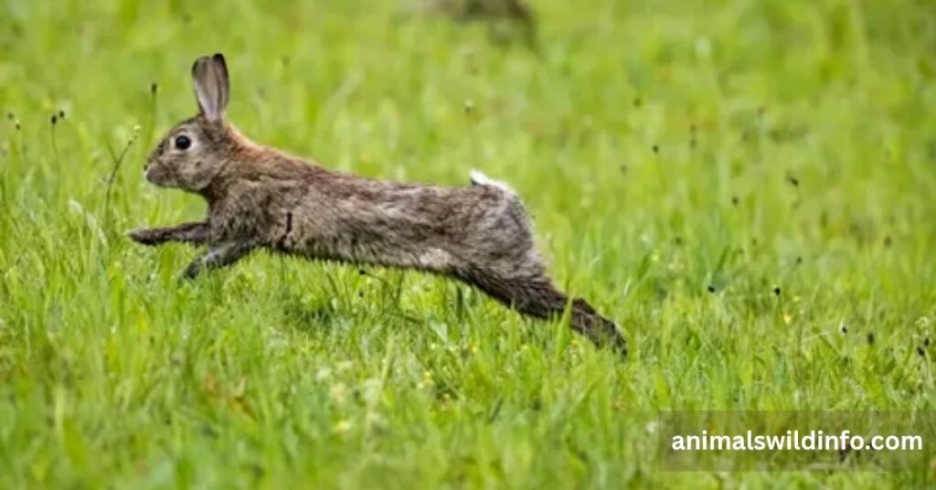 Rabbit