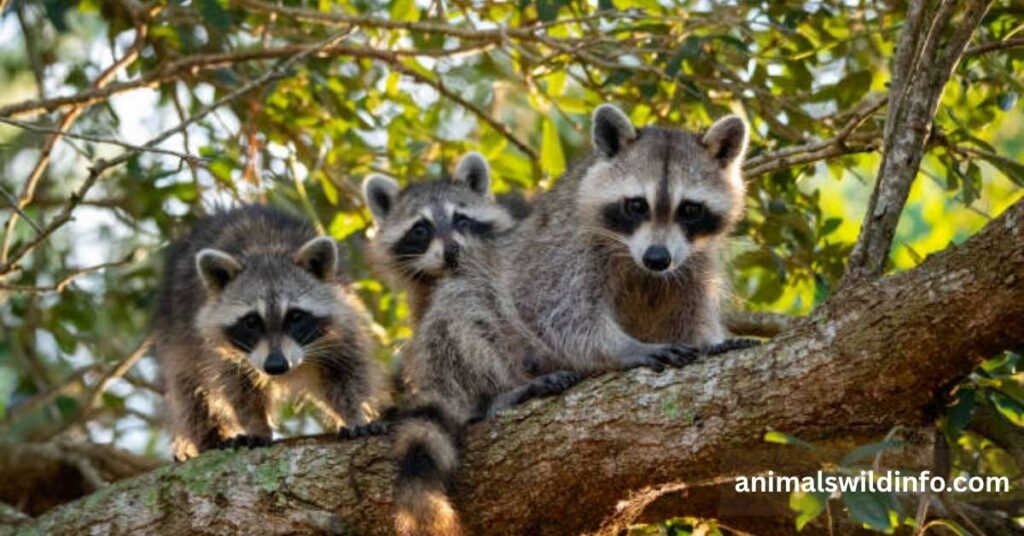 Raccoon