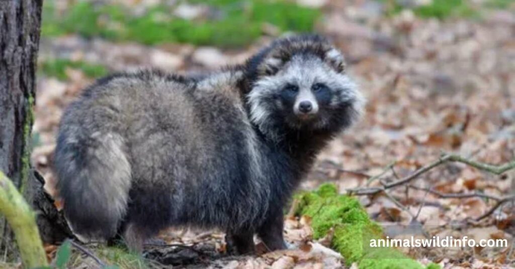 Raccoon Dogs