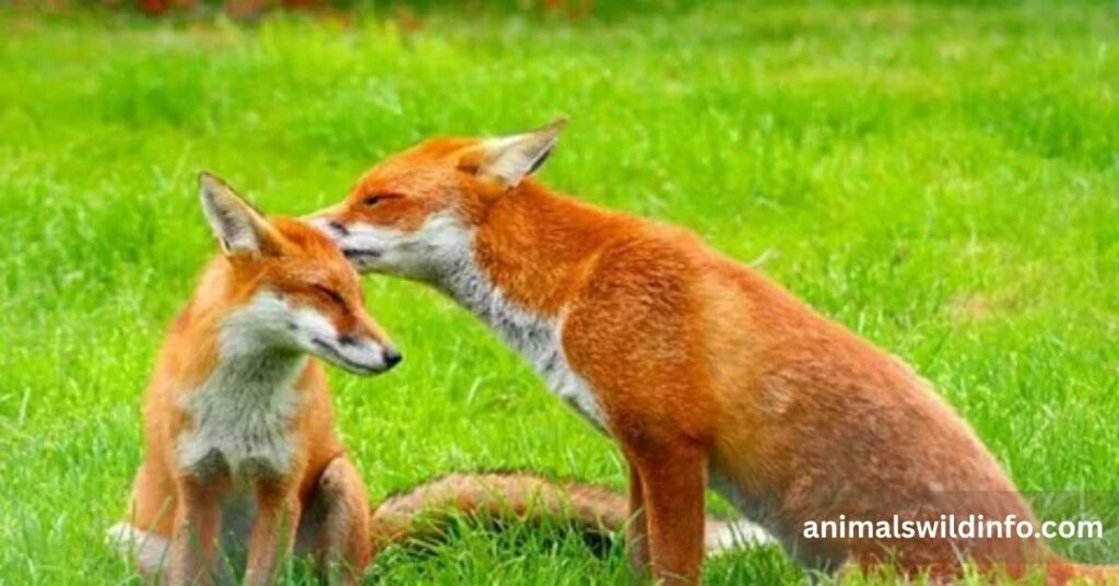 Red Fox