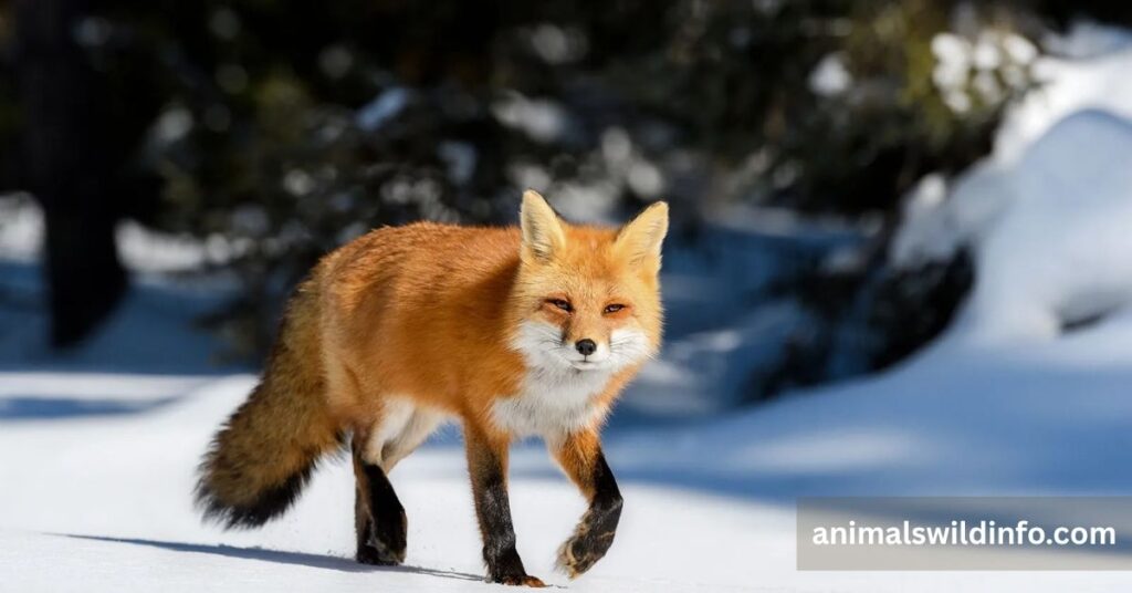 Red Fox
