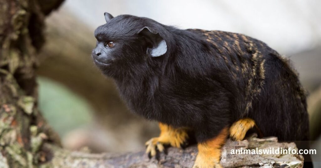 Red-Handed Tamarin
