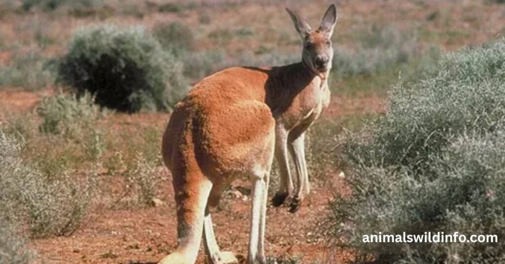 Red Kangaroo