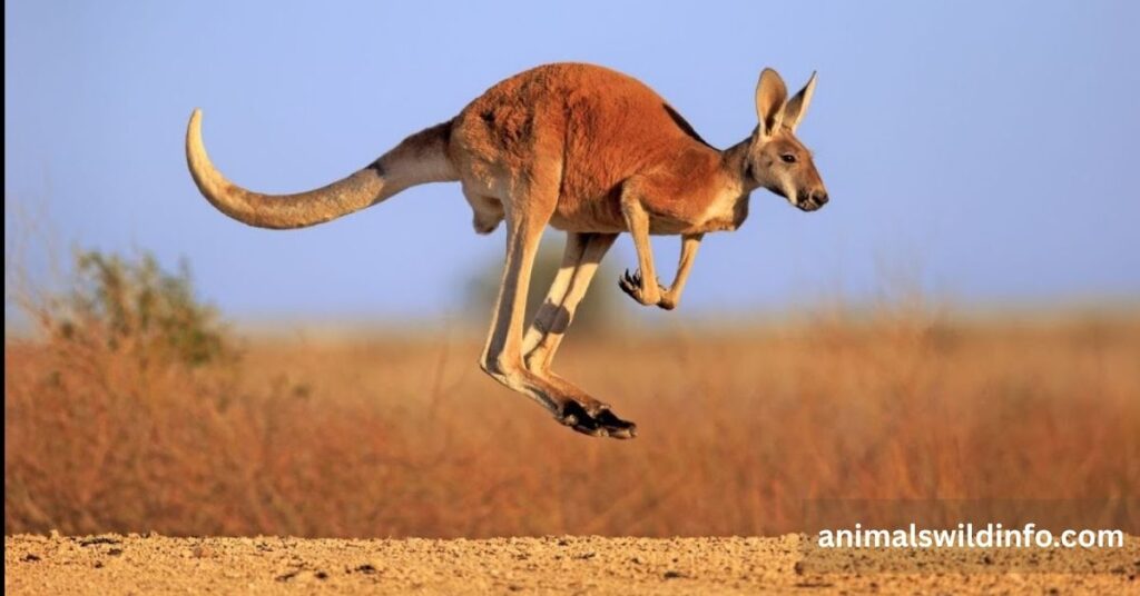 Red Kangaroo