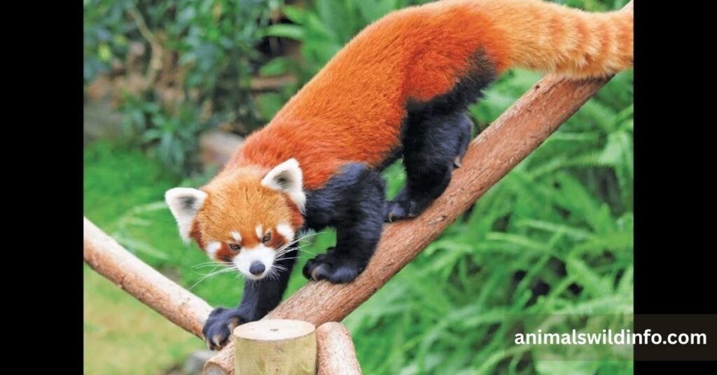 Red Panda