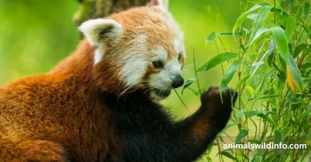 Red Panda