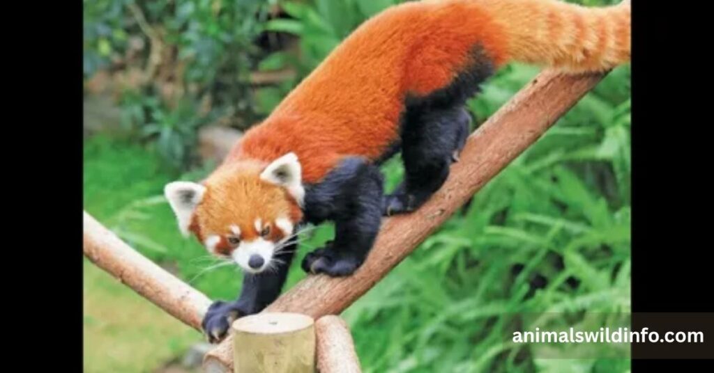Red Panda