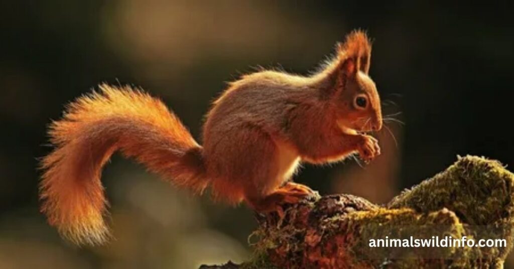 Red Squirrel