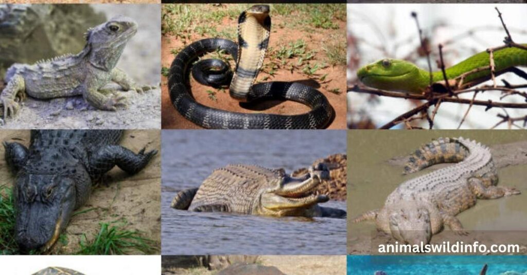 Reptiles