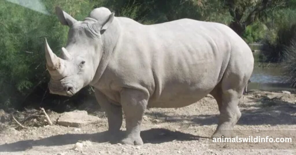 Rhinoceros