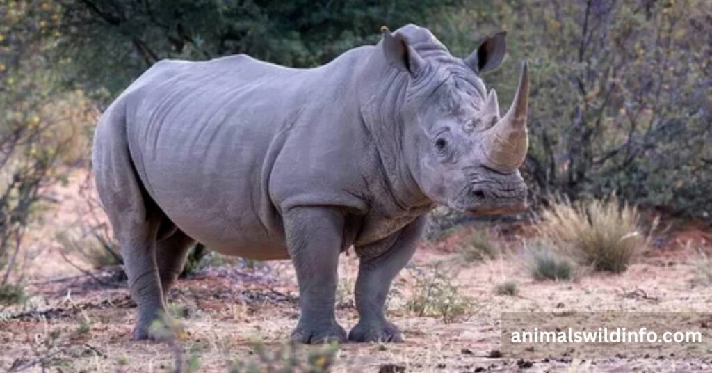Rhinoceros
