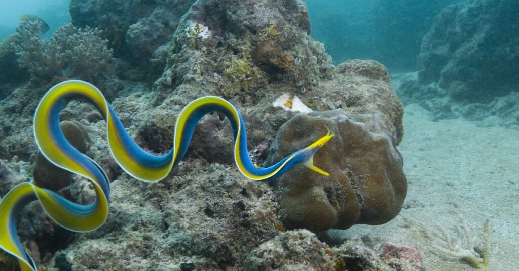 Ribbon Eel