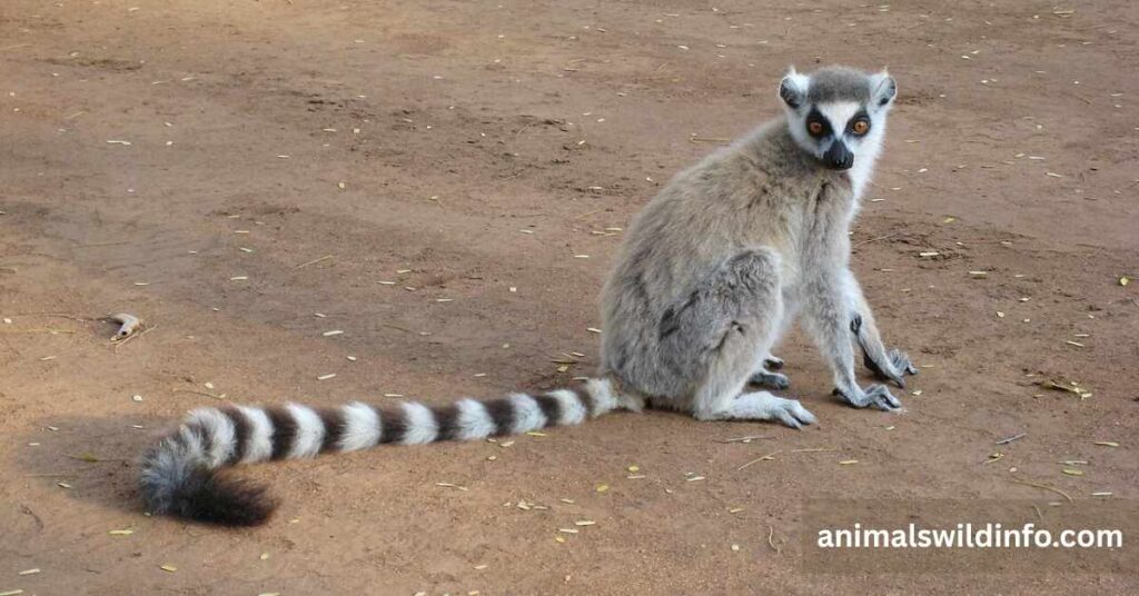 Ring-Tailed Lemur