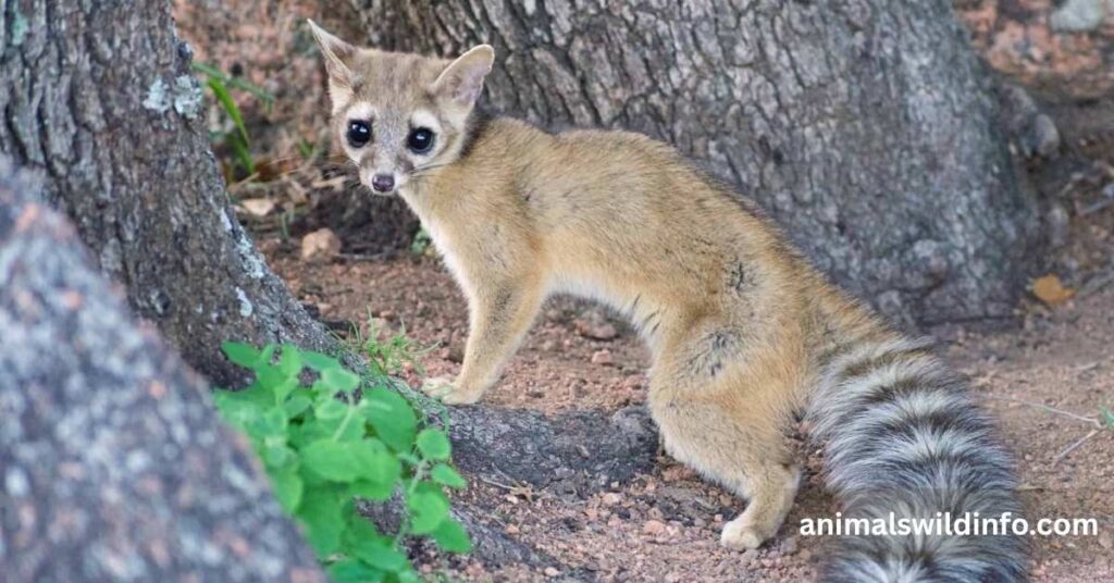 Ringtail