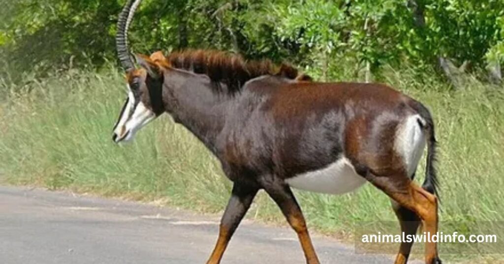 Sable Antelope
