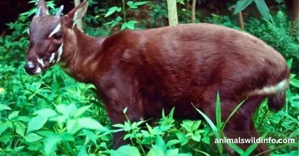 Saola