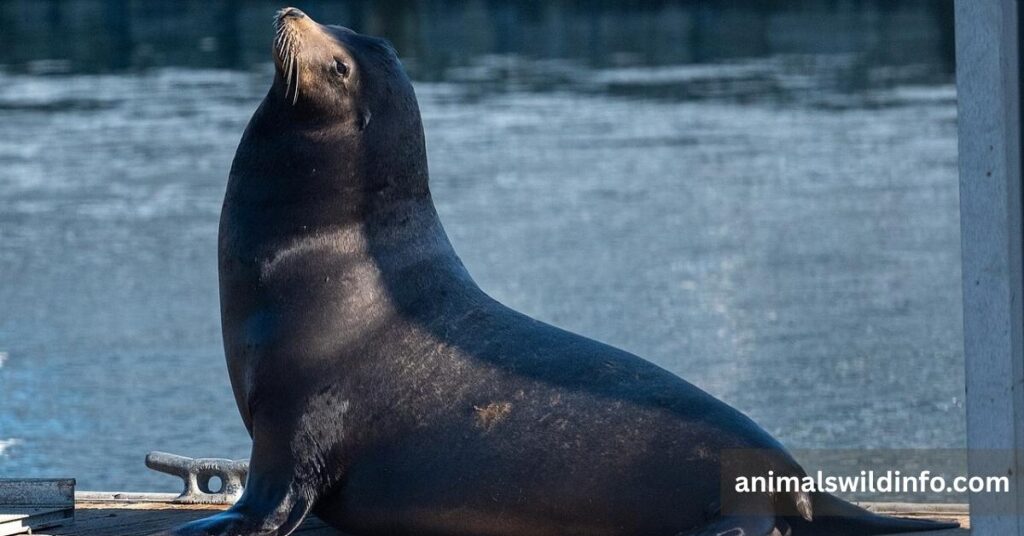 Sea Lion